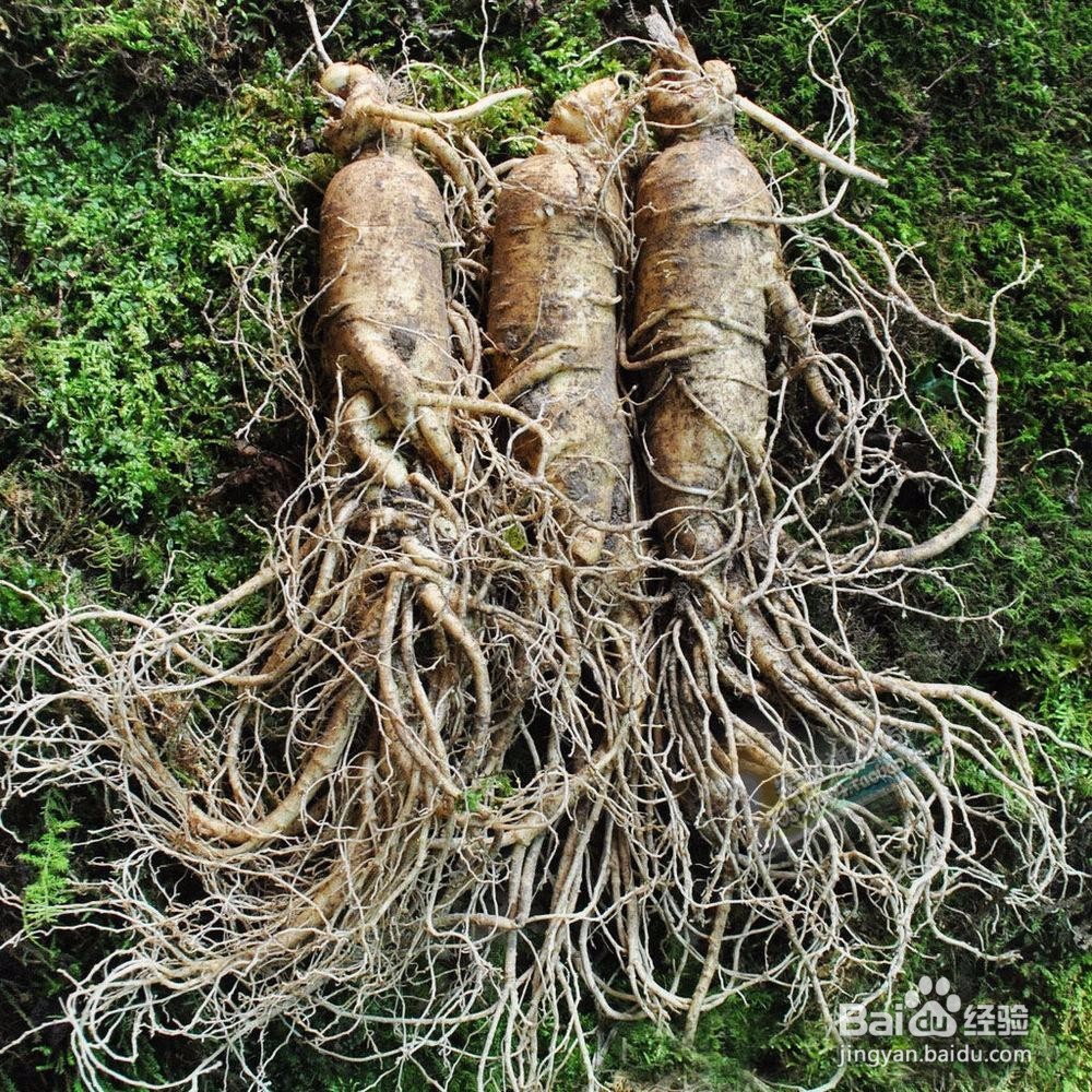 吃人参，可以这么简单