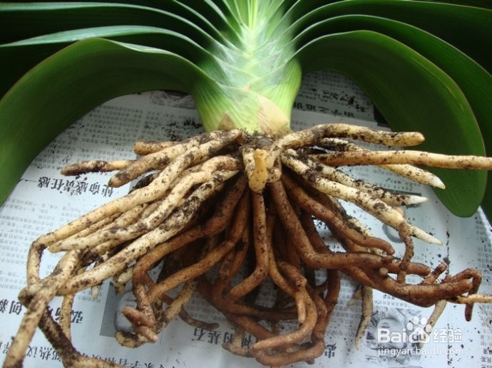 君子兰烂根原因及解决方法