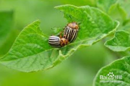 种的菜上面的小虫怎么去除 百度经验