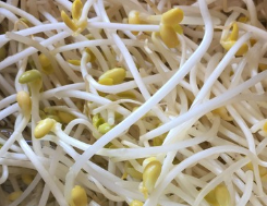 木耳炒豆芽的做法