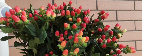 红豆鲜花水养方法