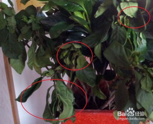 栀子花换盆后叶子全部干枯了怎么办