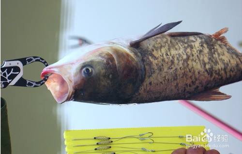 手竿钓鲢鳙技巧与方法