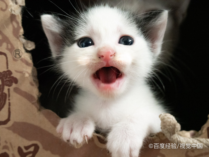 没睁眼的小奶猫不配合喝奶怎么办