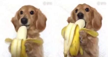 狗狗可以吃香蕉吗