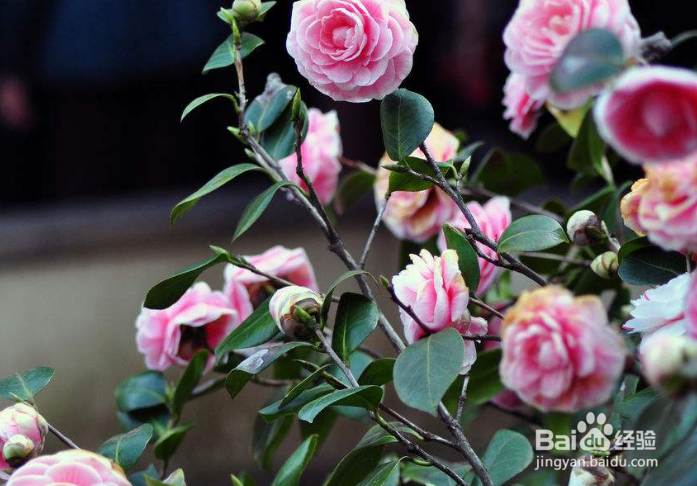 山茶花应该怎样施肥