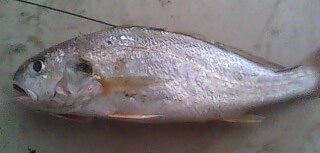 鉴别日本白姑鱼的具体方法