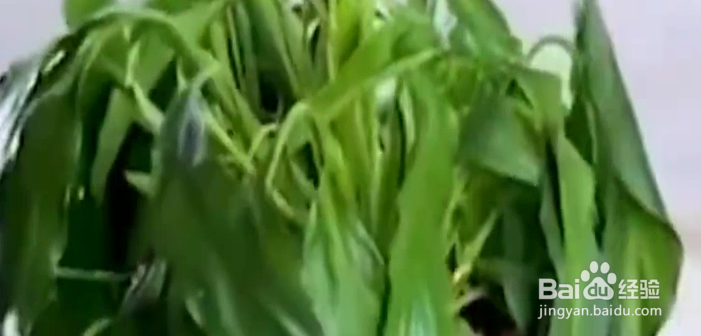 这些小技巧让你成为绿植医生