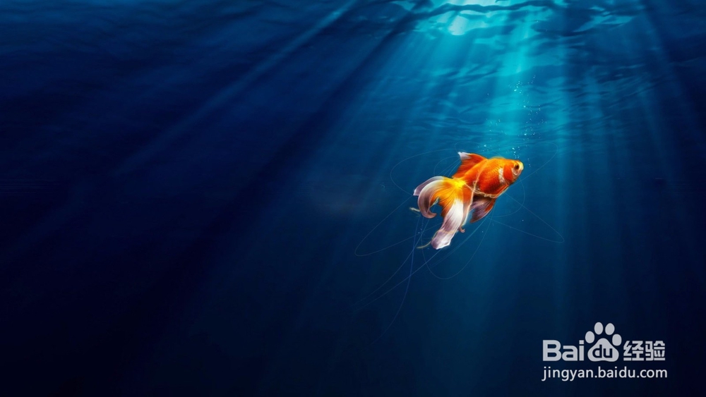 金鱼的头部、眼型、体型、鳞片变异的表现。