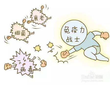 舞茸如何在免疫系统中发挥作用