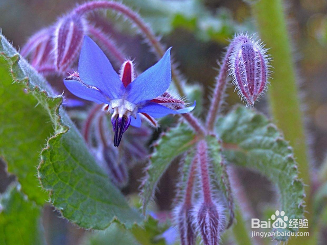 琉璃苣的养殖方法是什么？