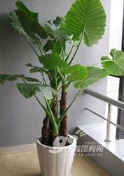 怎样改善室内空气质量