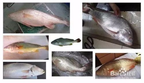 白花鱼胶的详细介绍 百度经验