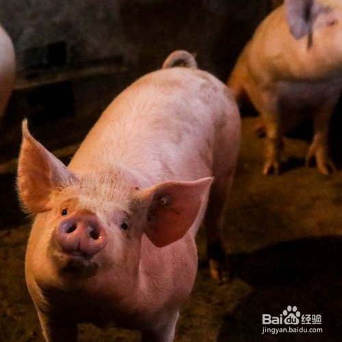 为什么不喝猪奶呢?