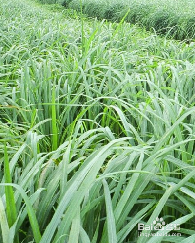 草本植物香茅如何养殖？