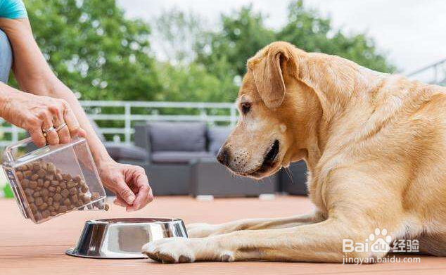 宠物狗狗掉毛严重怎么办?