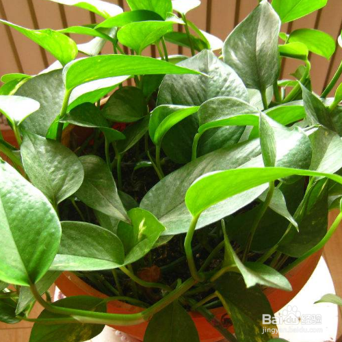 垂下来的绿萝怎么修剪