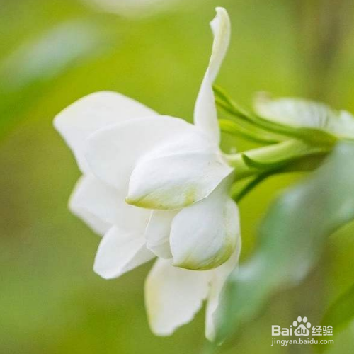 枙子花夏季怎样养护