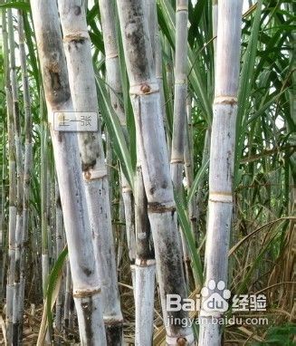 秋冬季节吃什么水果好