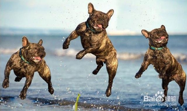 怎么训练狗狗跳跃起来?