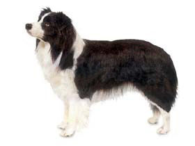 边境牧羊犬好养吗？