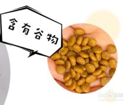 什么样的猫奶粉好？猫咪羊奶粉的好处