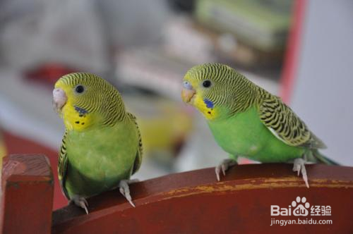 怎么分辨虎皮鹦鹉的性别?