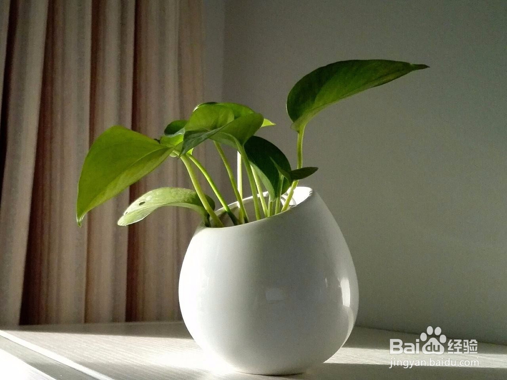 如何更好的种植绿萝？