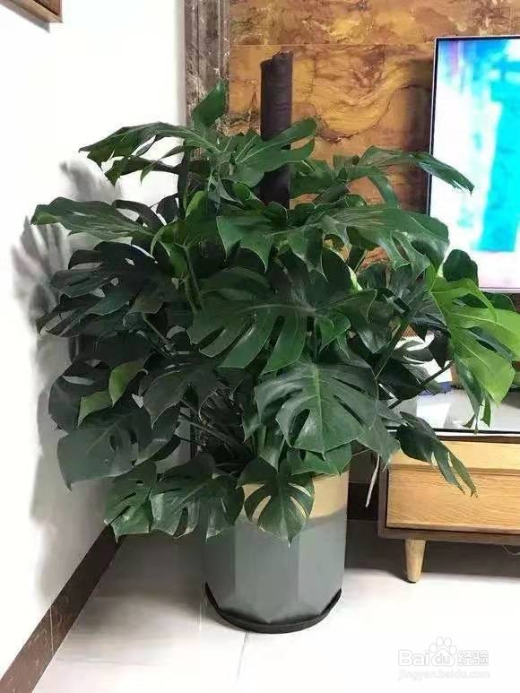 6种花是甲醛克星，养一盆身体更健康
