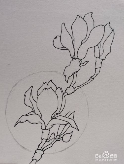 怎样画线描装饰画 花 百度经验