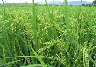 水稻白穗发生原因及防治方法#校园分享#