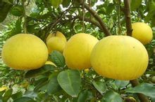 柚子的主要功效