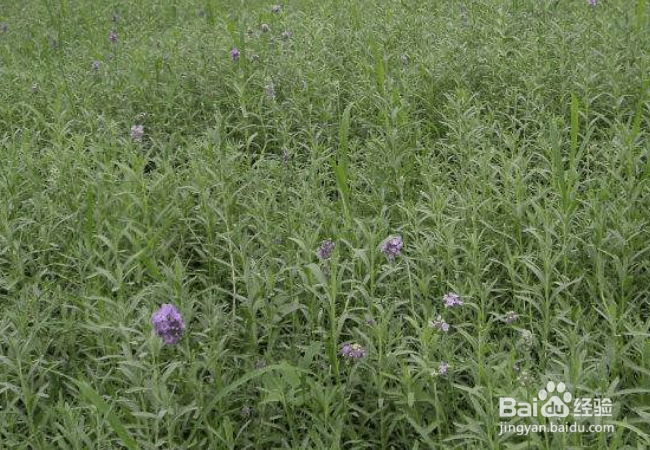 种植迷迭香的扦插要点和注意事项