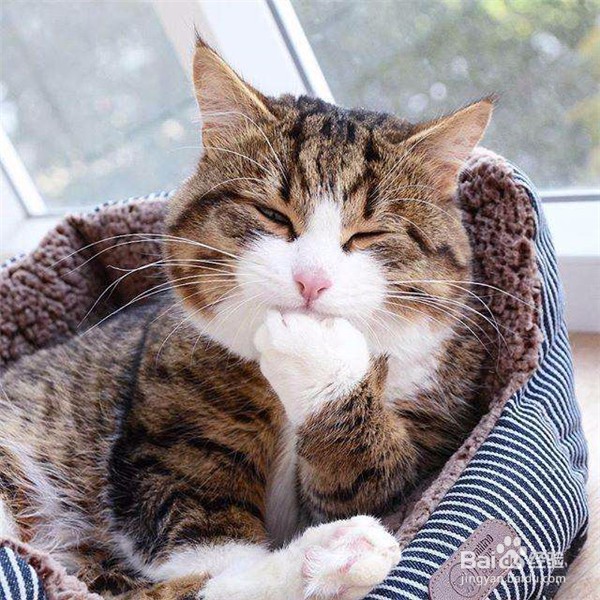 什么原因会导致猫咪呕吐