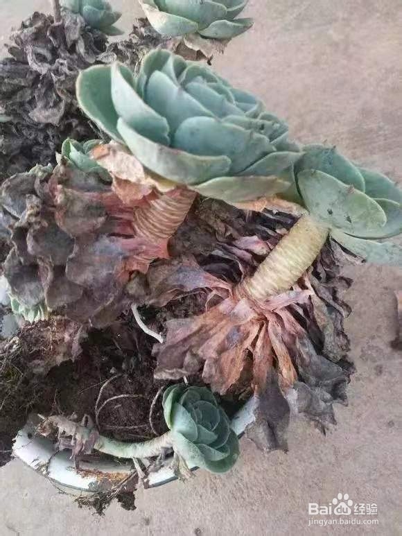 垃圾桶里一堆“贵货”花，丢人也要捡