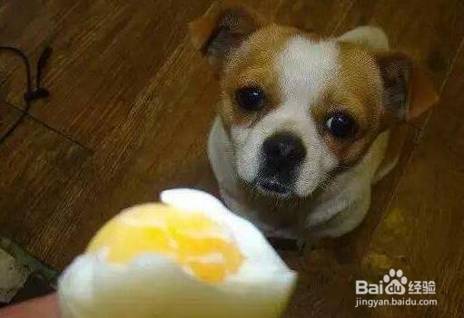 狗狗坚决不能吃的食物