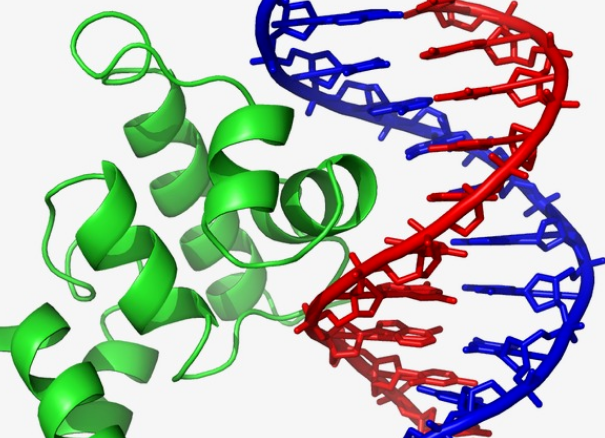 如何制作生物病毒模型 好的话加分
