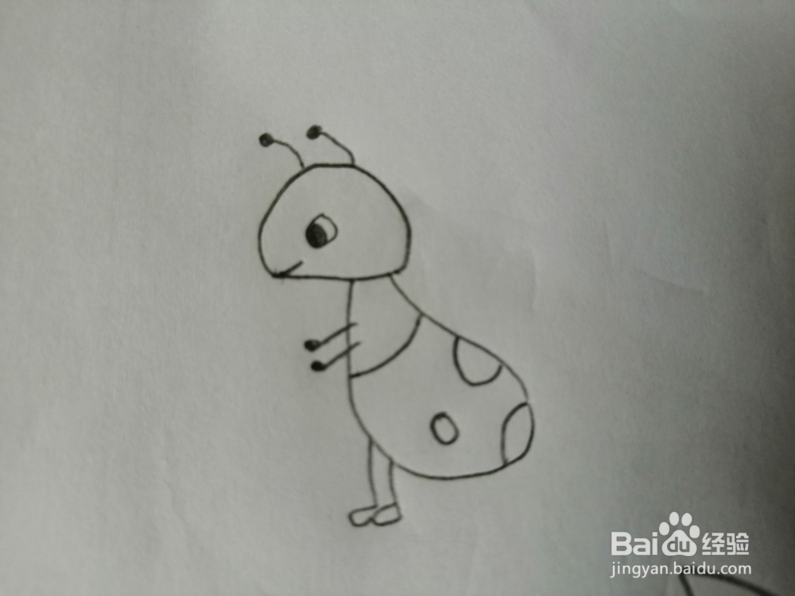 简笔画-可爱卡通蚂蚁简笔画