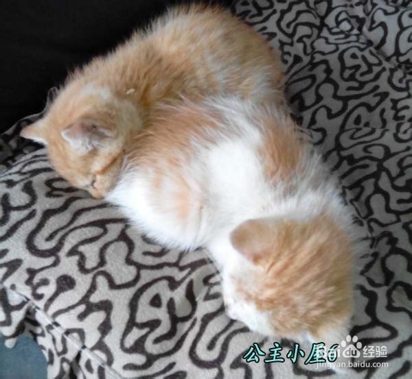 怎样才能养“活”小猫