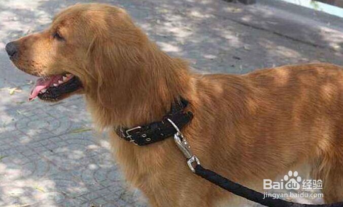 如何避免宠物(狗狗)成为小区的公敌?