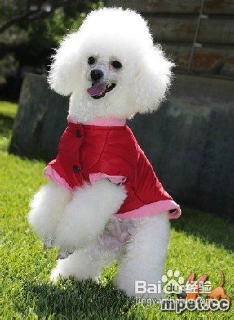 如何了解自家宠物犬?