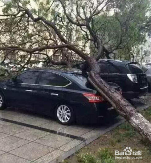 <b>车子被树砸了怎么办</b>