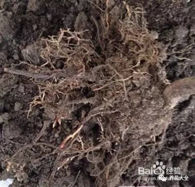 99%的花都死于这1点，看了保花不死！