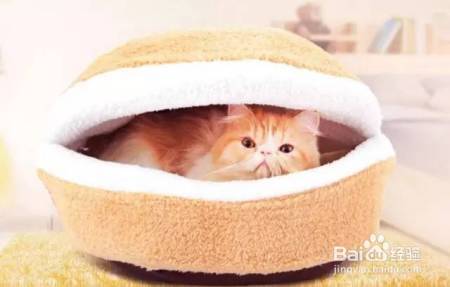 家庭和谐养猫,这些你都做对了吗?