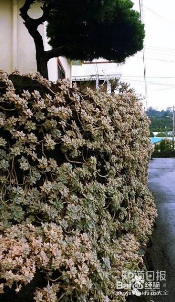 双十一剁手的钱省下来，可以建一个多肉花园了！