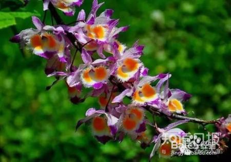 100种兰花品种图鉴，花开瞬间，艳冠群芳！