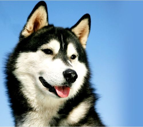 阿拉斯加雪橇犬怎样美容