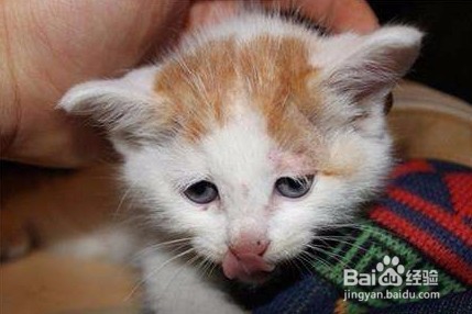 母猫生产后怎样照顾好小猫