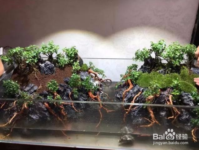 1.2米鱼缸造景教程