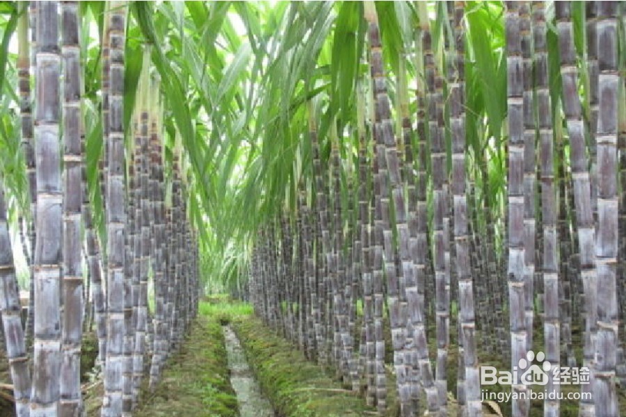 消除压力甩开疲劳的六大营养素